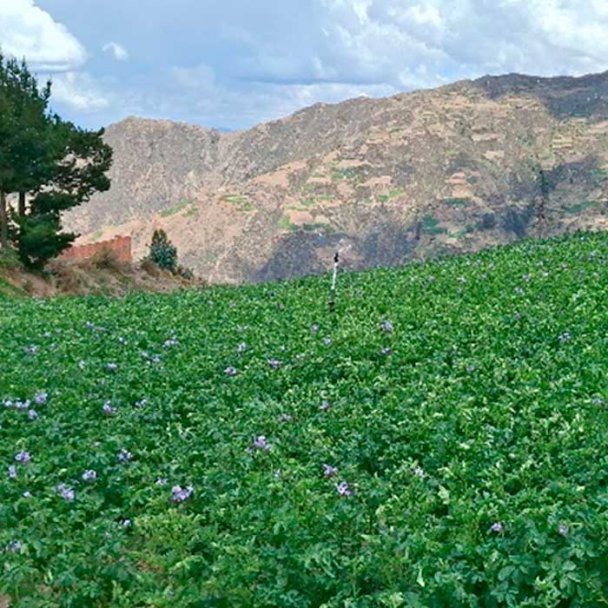4. Gabriel y el renacer de Kibraquipa: Una historia de éxito